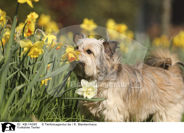 Yorkshire Terrier / Yorkshire Terrier / KB-14095