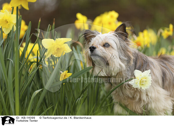 Yorkshire Terrier / Yorkshire Terrier / KB-14099