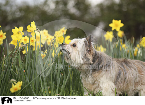 Yorkshire Terrier / KB-14100