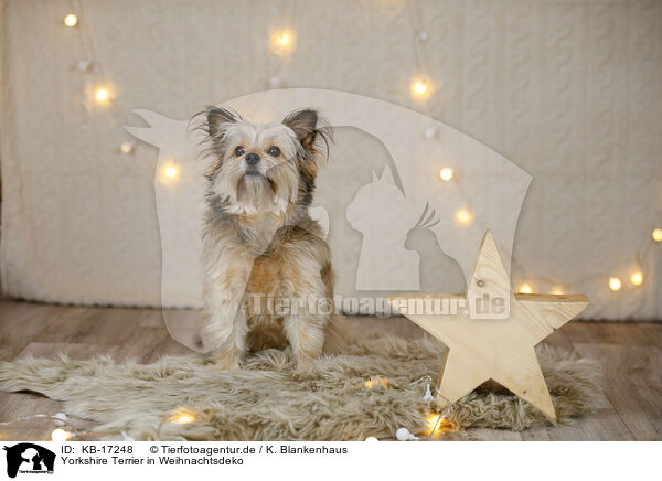 Yorkshire Terrier in Weihnachtsdeko / Yorkshire Terrier in christmas decoration / KB-17248