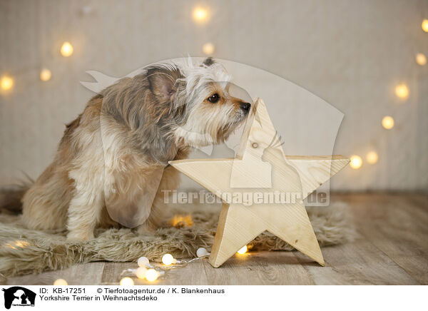 Yorkshire Terrier in Weihnachtsdeko / Yorkshire Terrier in christmas decoration / KB-17251