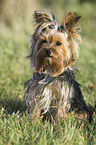 Yorkshire Terrier