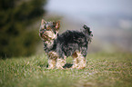 Mini Yorkshire Terrier