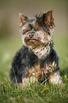 Mini Yorkshire Terrier