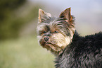 Mini Yorkshire Terrier