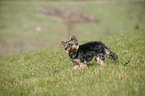 Mini Yorkshire Terrier