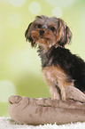 sitzender Yorkshire Terrier