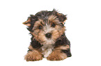 liegender Yorkshire Terrier Welpe