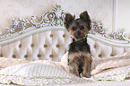 Yorkshire Terrier im Bett