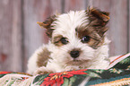 Yorkshire Terrier Welpe