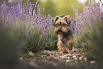Yorkshire Terrier im Sommer