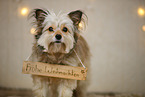 Yorkshire Terrier in Weihnachtsdeko