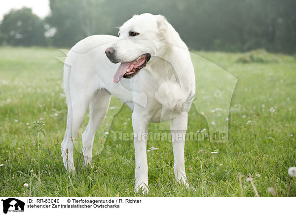 stehender Zentralasiatischer Owtscharka / standing Central Asian Shepherd Dog / RR-63040