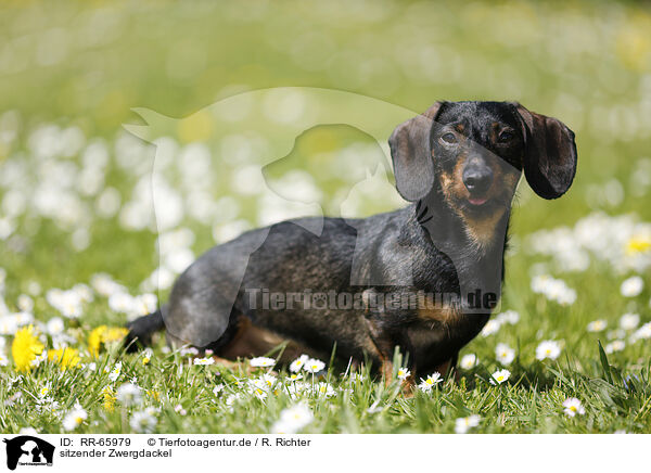 sitzender Zwergdackel / sitting Dachshund / RR-65979