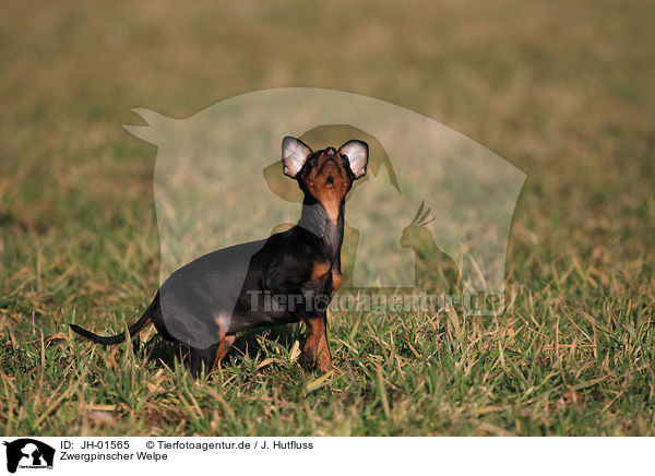Zwergpinscher Welpe / miniature pinscher puppy / JH-01565