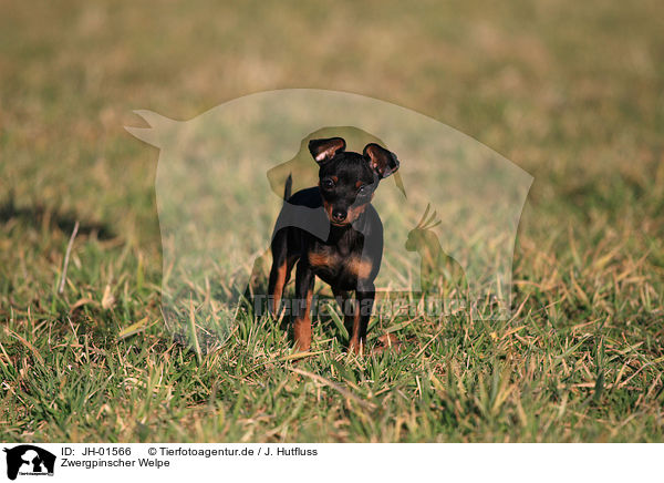 Zwergpinscher Welpe / miniature pinscher puppy / JH-01566