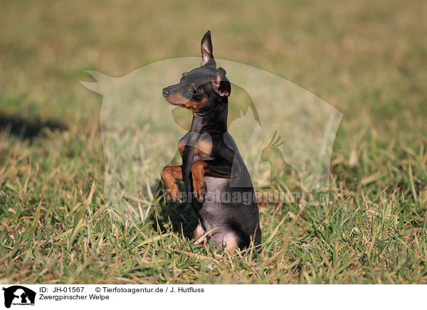 Zwergpinscher Welpe / miniature pinscher puppy / JH-01567