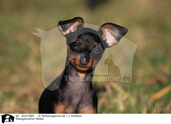 Zwergpinscher Welpe / miniature pinscher puppy / JH-01569