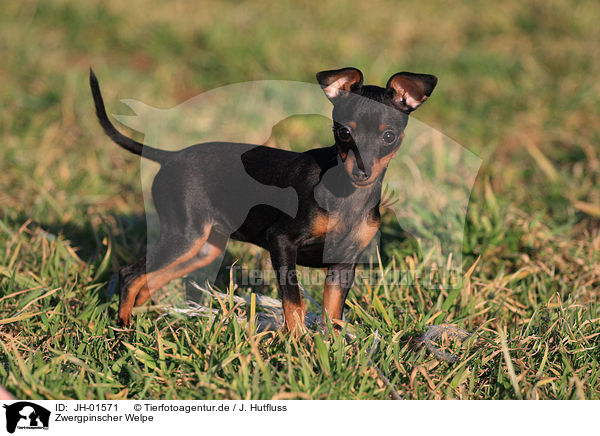 Zwergpinscher Welpe / miniature pinscher puppy / JH-01571