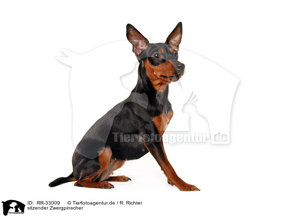 sitzender Zwergpinscher / RR-33009