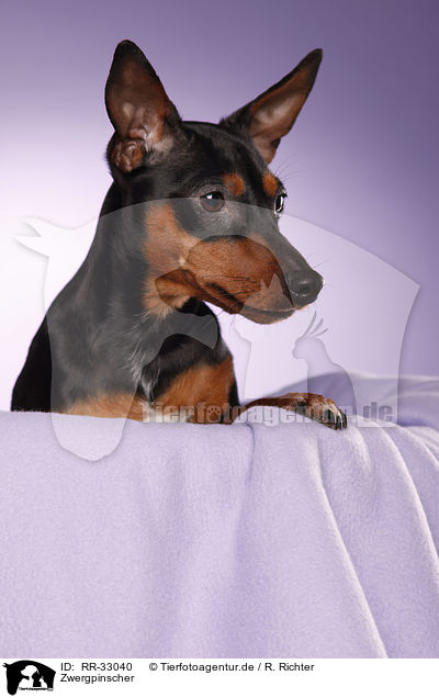 Zwergpinscher / miniature pinscher / RR-33040