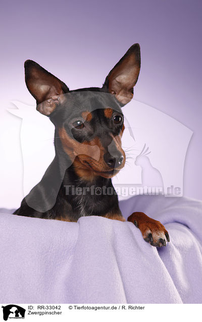 Zwergpinscher / RR-33042