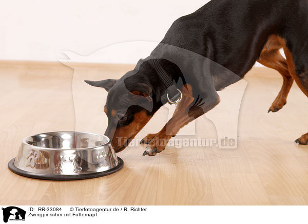 Zwergpinscher mit Futternapf / miniature pinscher with feeding dish / RR-33084