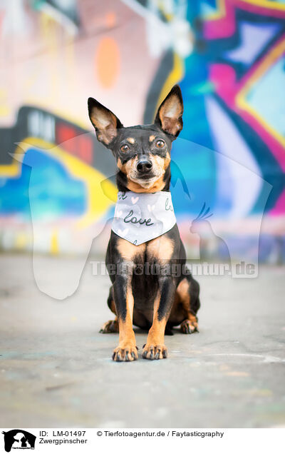 Zwergpinscher / LM-01497