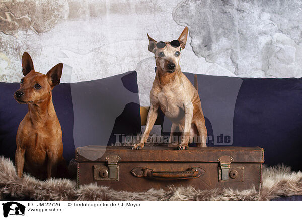 Zwergpinscher / Miniature Pinscher / JM-22726