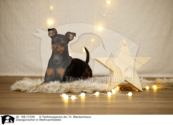 Zwergpinscher in Weihnachtsdeko / Miniature Pinscher in christmas decoration / KB-17256