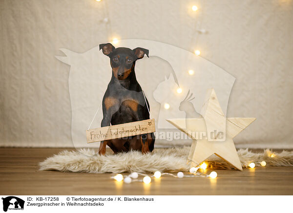 Zwergpinscher in Weihnachtsdeko / Miniature Pinscher in christmas decoration / KB-17258