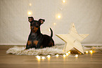 Zwergpinscher in Weihnachtsdeko