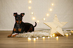 Zwergpinscher in Weihnachtsdeko