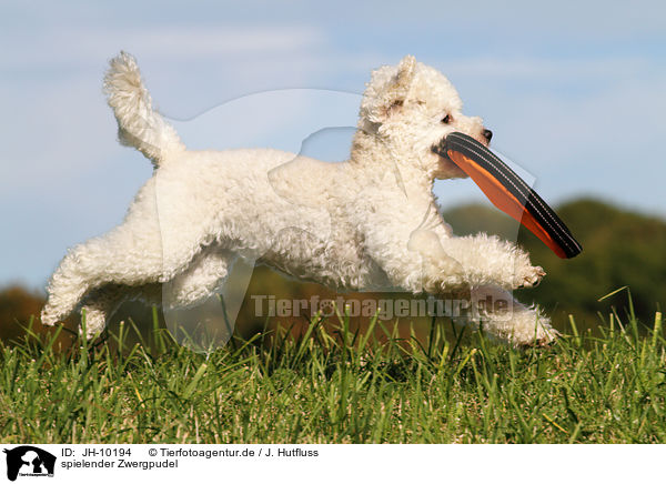 spielender Zwergpudel / playing Toy Poodle / JH-10194