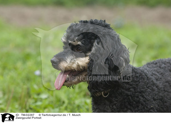 Zwergpudel Portrait / Miniature poodle portrait / TM-02287