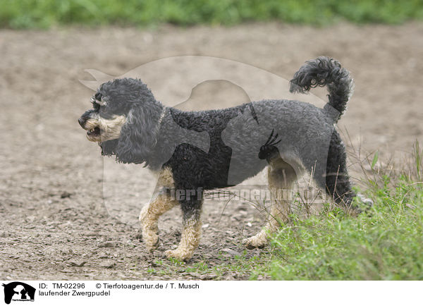 laufender Zwergpudel / walking Miniature poodle / TM-02296
