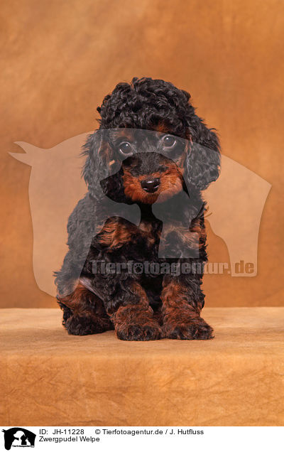 Zwergpudel Welpe / Miniature Poodle Puppy / JH-11228
