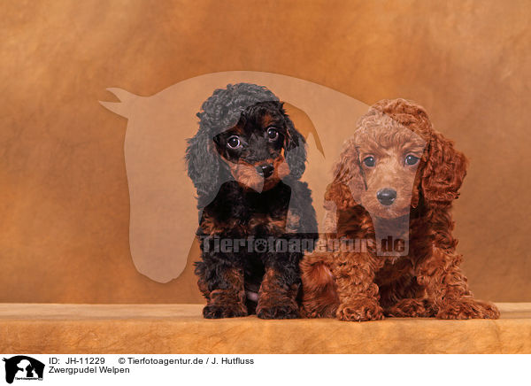 Zwergpudel Welpen / Miniature Poodle Puppies / JH-11229