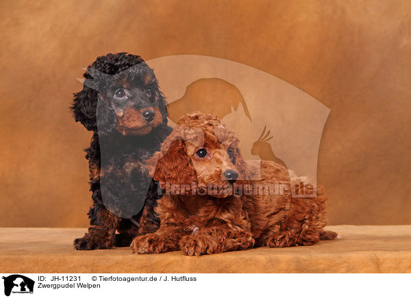 Zwergpudel Welpen / Miniature Poodle Puppies / JH-11231
