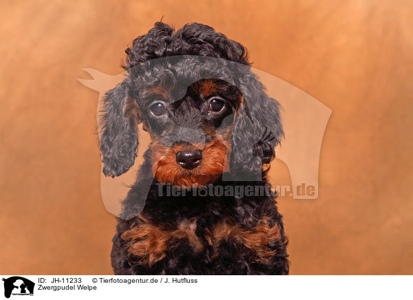 Zwergpudel Welpe / Miniature Poodle Puppy / JH-11233