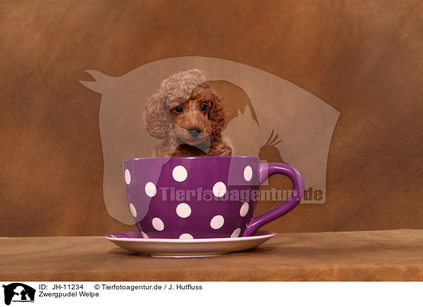 Zwergpudel Welpe / Miniature Poodle Puppy / JH-11234