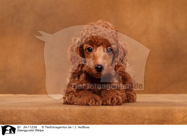 Zwergpudel Welpe / Miniature Poodle Puppy / JH-11236