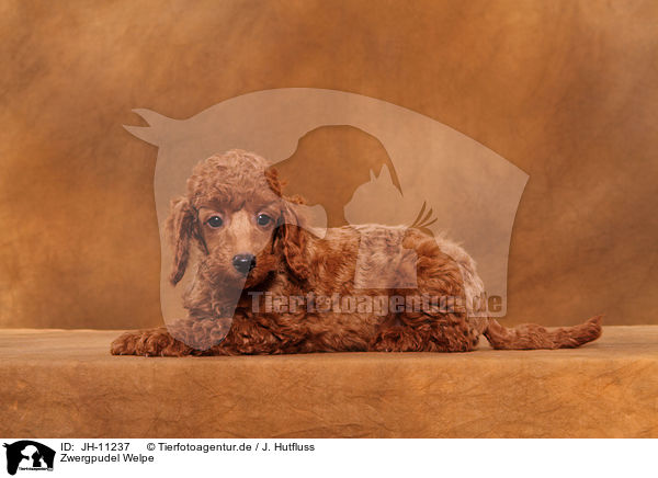 Zwergpudel Welpe / Miniature Poodle Puppy / JH-11237