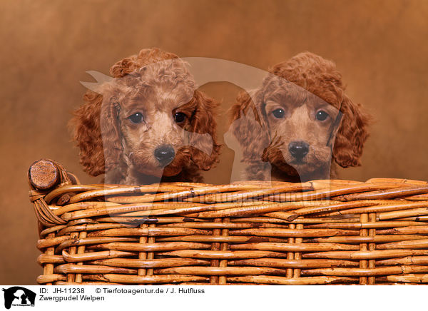 Zwergpudel Welpen / Miniature Poodle Puppies / JH-11238