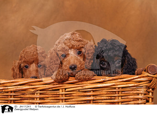 Zwergpudel Welpen / Miniature Poodle Puppies / JH-11241
