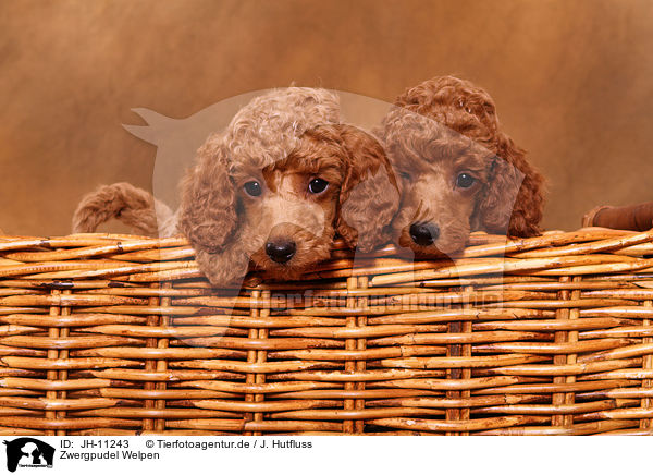 Zwergpudel Welpen / Miniature Poodle Puppies / JH-11243