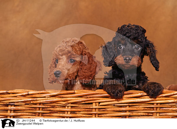 Zwergpudel Welpen / Miniature Poodle Puppies / JH-11244