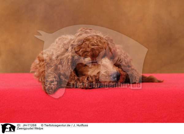 Zwergpudel Welpe / Miniature Poodle Puppy / JH-11268