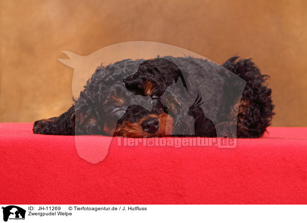 Zwergpudel Welpe / Miniature Poodle Puppy / JH-11269