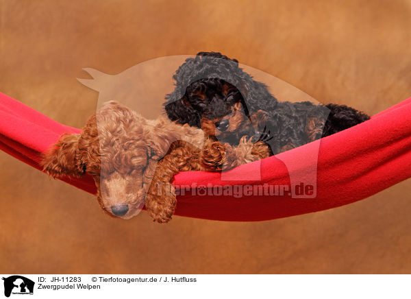 Zwergpudel Welpen / Miniature Poodle Puppies / JH-11283